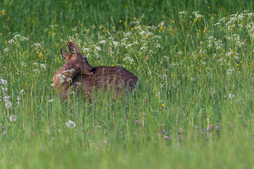 Deer in the meadow. Deer with antlers. Deer in the grass. Roe deer in the woods. Deer in the forest