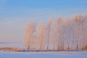 Frozen trees in the snow in winter. Winter and frost. Beautiful sunset light. Snow-white branches. First snow. Seasons. Themes of postcards and travels. Sunlight through the trunks.