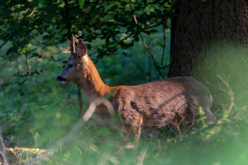 Deer with antlers.Deer in the grass. Roe deer in the woods. Deer in the forest