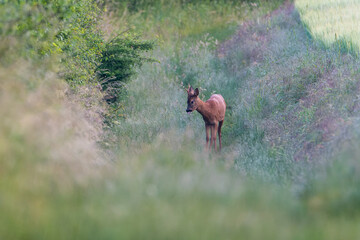 Deer in the grass. Roe deer in the woods. Deer in the forest