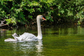 Swan on the lake. Graceful White Swan Swimming In The Lake, Swans In The Wild. Swan on the river