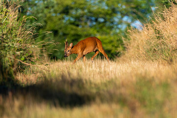 Deer in the grass. Roe deer in the woods. Deer in the forest
