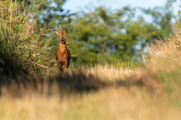 Deer in the meadow. Deer with antlers. Deer in the grass. Roe deer in the woods. Deer in the forest