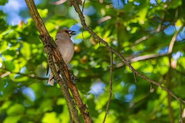 Sparrow on a branch. House sparrow (Passer domesticus). Bird on a branch