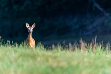 Fototapeten Roe deer in the woods. Deer in the forest © mariusgabi