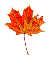 Ein freigestelltes herbstlich verfärbtes Ahornblatt vor weißem Hintergrund