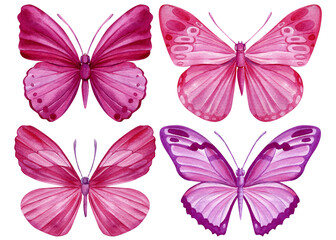 Pink butterflies isolated on a white background. Watercolor style. Elements your design.