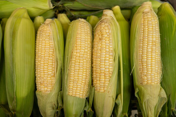 High angle view of corn shot from above