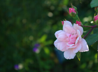 rose