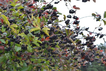 berries on a bush