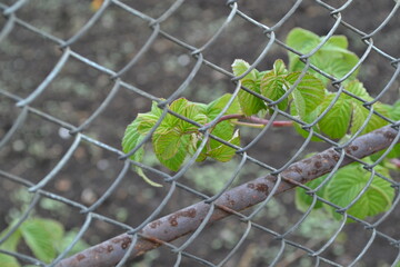 leaves on a fence