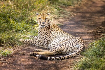 Cheetah lying down and observing in the grasslands of the Serengeti, Tanzania