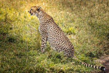 Cheetah sitting and observing in the grasslands of the Serengeti, Tanzania