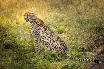 Cheetah sitting and observing in the grasslands of the Serengeti, Tanzania