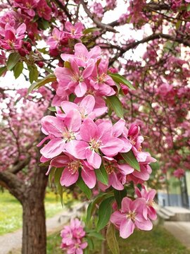 Vertical shot of beautiful pink Malus floribunda flowers