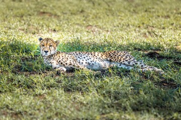 Cheetah lying down and observing in the grasslands of the Serengeti, Tanzania