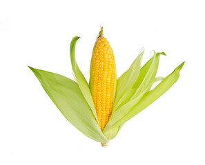 Raw corn isolated on white background