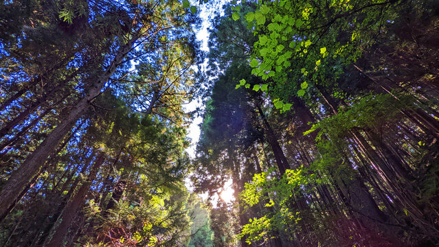 別所岳の森 [石川県七尾市 - Nanao City Ishikawa Pref.]  sunlight from the forest,sunlight filtering through trees [4032 × 2268]