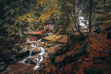Beautiful autumn landscape in Bavarian forests with trees and colorful fallen leaves in Germany