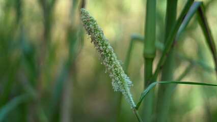 Flowering Bajara (Millet) crop field. Pearl Millet Field in Rajasthan India. The Crop is Know as Bajra or Bajri Agriculture