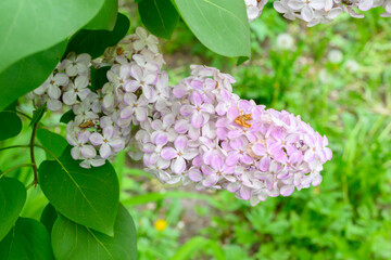 Blooming spring flowers. Beautiful flowering flowers of lilac tree. Spring concept. The branches of lilac on a tree in a garden.