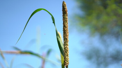 Flowering Bajara (Millet) crop field. Pearl Millet Field in Rajasthan India. The Crop is Know as Bajra or Bajri Agriculture