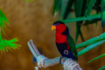 parrot on a tree branch