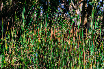 Obraz premium brown reeds in the wind 