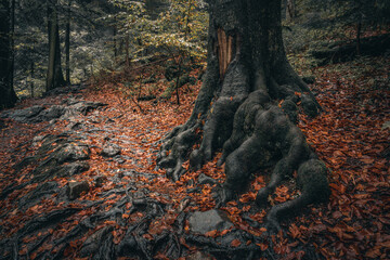 Herbst Rißlochwasserfälle im Naturpark Bayerischer Wald. Bayern Deutschland