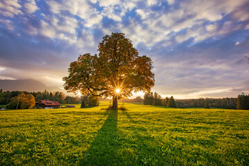 Allgäu - Sonnenuntergang - Baum - Herbst - malerisch