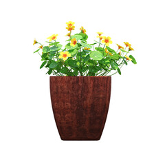 decorative flower in a pot isolate on a transparent background, 3D illustration, cg render