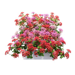 decorative flower in a pot isolate on a transparent background, 3D illustration, cg render