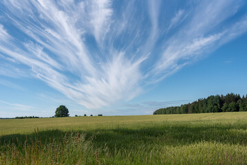 Natural wheat field.