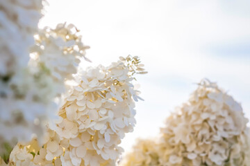 Hydrangea in the garden in a flowerbed under the open sky. Lush delightful huge inflorescence of white and pink hydrangeas in the garden