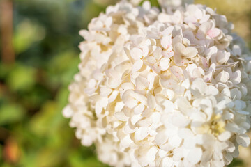 Hydrangea in the garden in a flowerbed under the open sky. Lush delightful huge inflorescence of white and pink hydrangeas in the garden