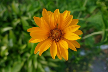 yellow flower in green grass in summer