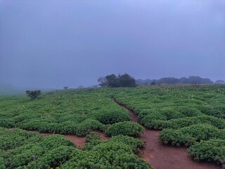 The Kas Plateau Reserved Forest, also known as the Kaas Pathar, is a plateau situated 25 kilometres west from Satara city in Maharashtra, India. Valley of flowers in maharashtra.
