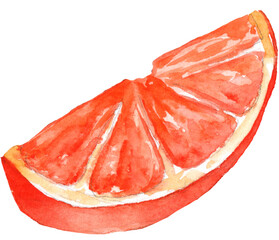 slice of orange. Watercolor hand-drawn illustration