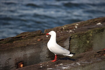 Silver Gull (Croicocephalus novaehollandiae), Busselton Jetty, Western Australia.