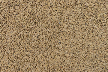 Overhead view of newly harvested rice grains on direct sunlight