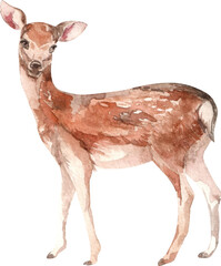 Watercolor fawn illustration isolated on white 