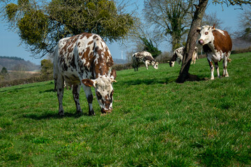 Nornande cows eating in the field