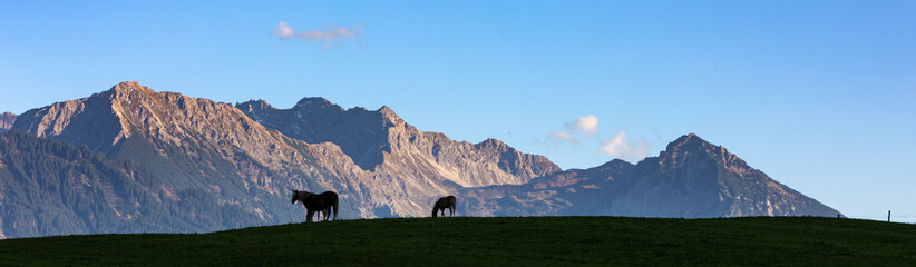 Haflinger vor Bergkulisse - Allgäu - Pferde - Berge