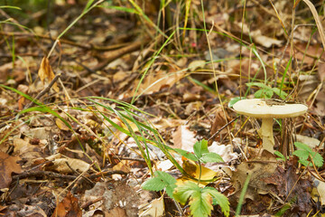 muchomor cytrynowy , Amanita citrina, grzyb, las 