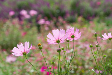 満開のコスモス