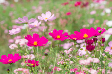 満開のコスモス