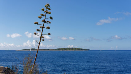 Agave blossom, great agave bloom on the Croatian Adriatic. In the background the blue sea, sailing ships and green overgrown islands. Copy space for your design. Web banner.