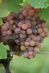 Dans le vignoble d'Hartmannswiller (Alsace, Haut-Rhin, France)