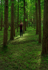 stand in the woods where illuminated by sunlight