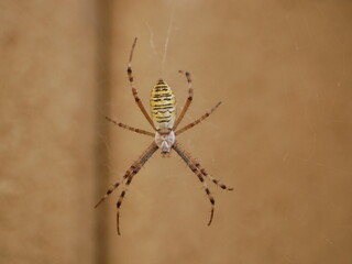 The female Argyope spider froze in the middle of the web against the background of brickwork....